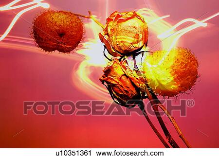 Stock Image - Bright, Flower Bulb, Flower, Effects, Abstract. Fotosearch