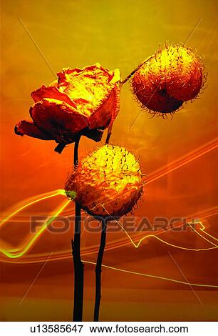 Flower Bulb, Flower, Indoor, Stem View Large Photo Image Stock Photo - Flower Bulb, Flower, Indoor, Stem. Fotosearch