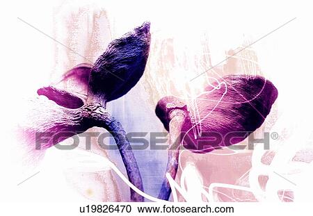 Fragility, Light, Close-Up, Nature View Large Photo Image Stock Image - Fragility, Light, Close-Up, Nature. Fotosearch