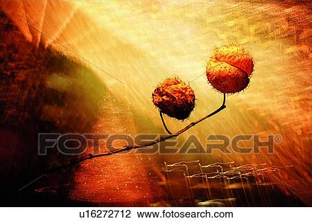 Stock Image - Growth, Indoor, Flower Bulb, Fragility, Stem. Fotosearch