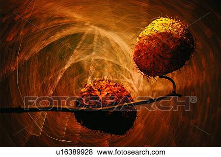 Nature, Fragility, Flower Bulb, Beauty In Nature View Large Photo Image Stock Photo - Nature, Fragility, Flower Bulb, Beauty In Nature. Fotosearch