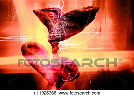 Stock Photo - Nature, Freshness, Effects, Close-Up, Stem. Fotosearch