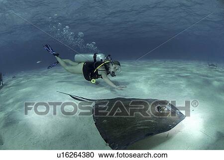 Bikini Diver at Stingray City Sandbar, Grand Cayman Island, Cayman Islands, Caribbean View Large Photo Image Stock Image - Bikini Diver at Stingray City Sandbar, Grand Cayman Island, Cayman Islands, Caribbean. Fotosearch