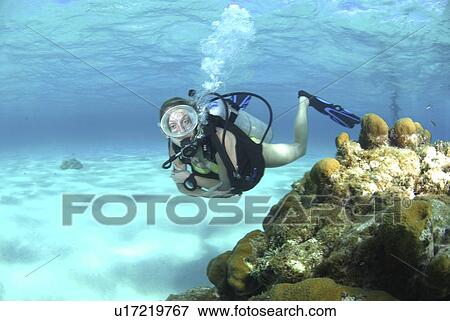 Stock Photo - Bikini Diver at Stingray City Sandbar, Grand Cayman Island, Cayman Islands, Caribbean. Fotosearch