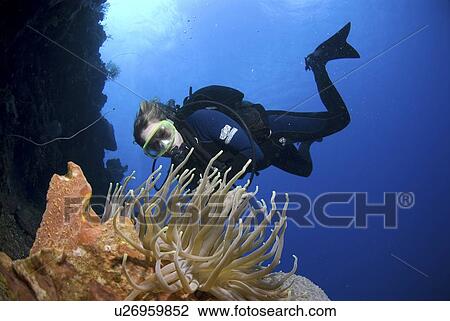 Diver approaching anemone on colourful coral and sponge wall, Maria La Gorda, Cuba, Caribbean View Large Photo Image Stock Image - Diver approaching anemone on colourful coral and sponge wall, Maria La Gorda, Cuba, Caribbean. Fotosearch