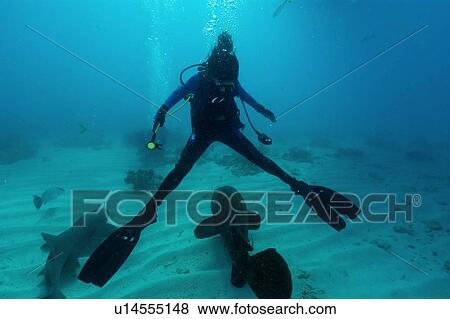 Stock Photo - Diver splits legs apart for passing goliath grouper, Epinephelus itajara, Molasses Reef, Key Largo, Florida, USA, Atlantic Ocean. Fotosearch