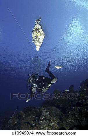 Diver with rays. View Large Photo Image Picture - Diver with rays.. Fotosearch