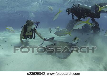 Diver with Sting rays, Stingray City Sandbar, Grand Cayman Island, Cayman Islands, Caribbean View Large Photo Image Stock Image - Diver with Sting rays, Stingray City Sandbar, Grand Cayman Island, Cayman Islands, Caribbean. Fotosearch