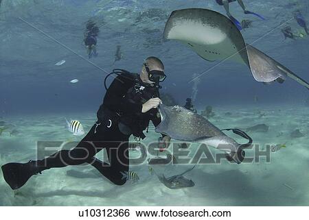 Stock Photograph - Diver with Sting rays, Stingray City Sandbar, Grand Cayman Island, Cayman Islands, Caribbean. Fotosearch