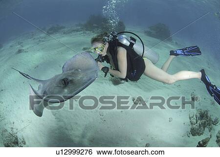 Diver with Sting rays, Stingray City Sandbar, Grand Cayman Island, Cayman Islands, Caribbean View Large Photo Image Stock Photograph - Diver with Sting rays, Stingray City Sandbar, Grand Cayman Island, Cayman Islands, Caribbean. Fotosearch