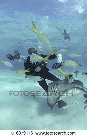 Diver with Sting rays, Stingray City Sandbar, Grand Cayman Island, Cayman Islands, Caribbean View Large Photo Image Stock Photograph - Diver with Sting rays, Stingray City Sandbar, Grand Cayman Island, Cayman Islands, Caribbean. Fotosearch