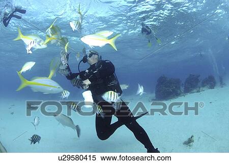 Stock Photography - Diver with Sting rays, Stingray City Sandbar, Grand Cayman Island, Cayman Islands, Caribbean. Fotosearch
