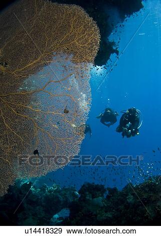 Stock Photo - Divers observing a Giant sea fan (Annella mollis). Shark Observatory, Ras Mohamed National Park, Sharm El Sheikh, South Sinai, Red Sea. Egypt.. Fotosearch