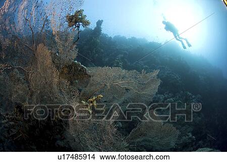 Divers over Gorgonian sea fans, Red Sea, Egypt. View Large Photo Image Picture - Divers over Gorgonian sea fans, Red Sea, Egypt. . Fotosearch