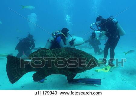 Divers play with and film Nurse sharks, Ginglymostoma cirratum, and a Goliath grouper, Epinephelus itajara, Molasses Reef, Key Largo, Florida, USA, Atlantic Ocean View Large Photo Image Stock Photo - Divers play with and film Nurse sharks, Ginglymostoma cirratum, and a Goliath grouper, Epinephelus itajara, Molasses Reef, Key Largo, Florida, USA, Atlantic Ocean. Fotosearch