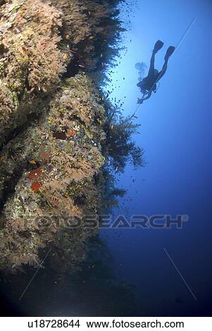 Red Sea coral reef view with diver and reef wall covered in colourful soft corals, Red Sea, Egypt View Large Photo Image Picture - Red Sea coral reef view with diver and reef wall covered in colourful soft corals, Red Sea, Egypt. Fotosearch