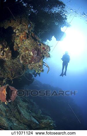 Scuba Diver over coral and sponge reef, Maria La Gorda, Caribbean View Large Photo Image Picture - Scuba Diver over coral and sponge reef, Maria La Gorda, Caribbean. Fotosearch