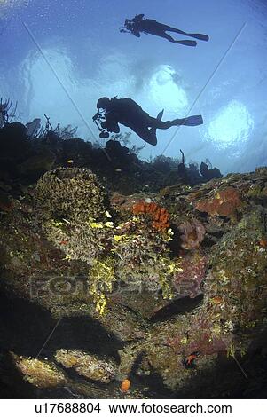 Scuba Diver over coral and sponge reef, Cayman Islands, Caribbean View Large Photo Image Picture - Scuba Diver over coral and sponge reef, Cayman Islands, Caribbean. Fotosearch