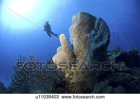 Scuba Diver over coral and sponge reef, Cayman Islands, Caribbean View Large Photo Image Stock Image - Scuba Diver over coral and sponge reef, Cayman Islands, Caribbean. Fotosearch