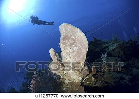 Scuba Diver over coral and sponge reef, Cayman Islands, Caribbean View Large Photo Image Stock Image - Scuba Diver over coral and sponge reef, Cayman Islands, Caribbean. Fotosearch