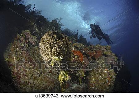 Scuba Diver over coral and sponge reef, Cayman Islands, Caribbean View Large Photo Image Stock Image - Scuba Diver over coral and sponge reef, Cayman Islands, Caribbean. Fotosearch