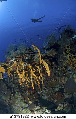 Scuba Diver over coral and sponge reef, Maria La Gorda, Caribbean View Large Photo Image Stock Image - Scuba Diver over coral and sponge reef, Maria La Gorda, Caribbean. Fotosearch