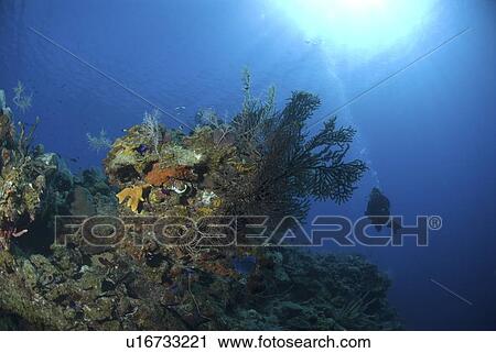Scuba Diver over coral and sponge reef, Maria La Gorda, Caribbean View Large Photo Image Stock Image - Scuba Diver over coral and sponge reef, Maria La Gorda, Caribbean. Fotosearch