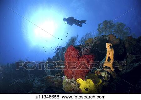 Stock Photo - Scuba Diver over coral and sponge reef, Cayman Islands, Caribbean. Fotosearch