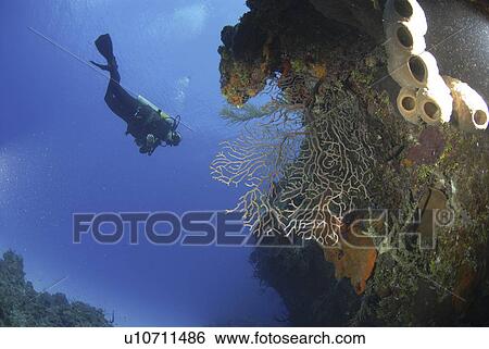 Stock Photograph - Scuba Diver over coral and sponge reef, Cayman Islands, Caribbean. Fotosearch