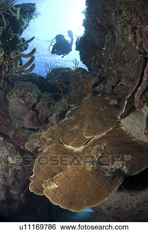 Stock Photograph - Scuba Diver over coral and sponge reef, Cayman Islands, Caribbean. Fotosearch