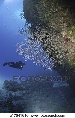 Stock Photograph - Scuba Diver over coral and sponge reef, Cayman Islands, Caribbean. Fotosearch