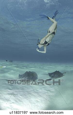 Snorkeller swimming down to Southern Stingrays (Dasyatis Americana) Stingray City Sandbar, Grand Cayman Island, Cayman Islands, Caribbean View Large Photo Image Stock Photo - Snorkeller swimming down to Southern Stingrays (Dasyatis Americana) Stingray City Sandbar, Grand Cayman Island, Cayman Islands, Caribbean. Fotosearch