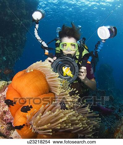 Underwater photographer photographing Red Sea clownfish, with sea anemone, blue background, Egyptian Red Sea 30-9-07 View Large Photo Image Picture - Underwater photographer photographing Red Sea clownfish, with sea anemone, blue background, Egyptian Red Sea 30-9-07. Fotosearch