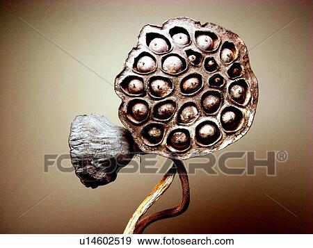 Bending, Brown, Close-Up, Colored Background, Cut Out View Large Photo Image Stock Photo - Bending, Brown, Close-Up, Colored Background, Cut Out. Fotosearch
