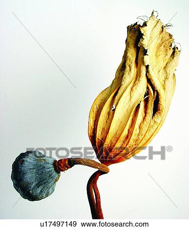 Bending, Brown, Close-Up, Colored Background, Cut Out View Large Photo Image Stock Photo - Bending, Brown, Close-Up, Colored Background, Cut Out. Fotosearch