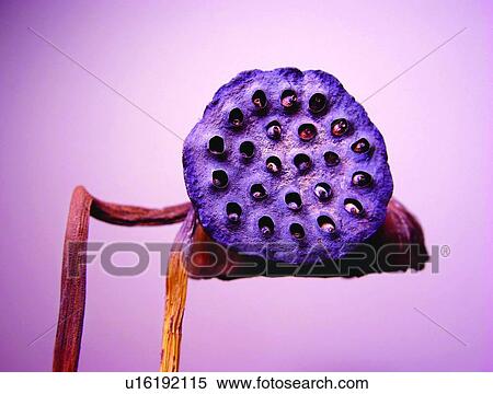 Stock Photography - Bending, Close-Up, Colored Background, Cut Out, Dry. Fotosearch