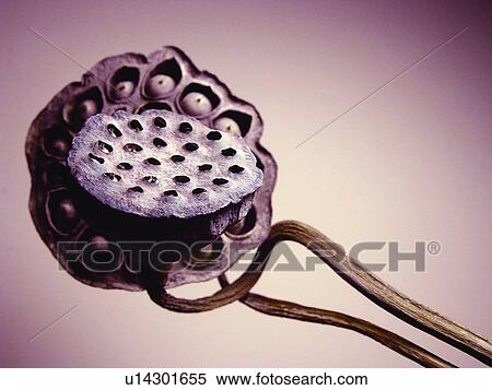 Botany, Indoor, Colored Background, Hole, Stem View Large Photo Image Stock Photography - Botany, Indoor, Colored Background, Hole, Stem. Fotosearch