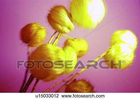 Bright, Close-Up, Colored Background, Cut Out, Flower View Large Photo Image Stock Image - Bright, Close-Up, Colored Background, Cut Out, Flower. Fotosearch
