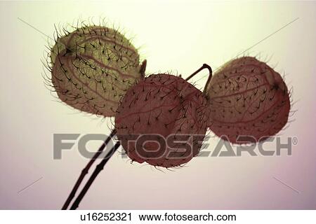 Brown, Close-Up, Colored Background, Cut Out, Flower View Large Photo Image Stock Image - Brown, Close-Up, Colored Background, Cut Out, Flower. Fotosearch