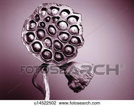 Close-Up, Colored Background, Cut Out, Flower, Flower Head View Large Photo Image Stock Image - Close-Up, Colored Background, Cut Out, Flower, Flower Head. Fotosearch