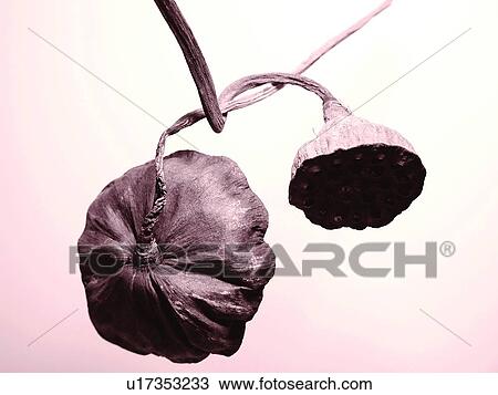 Close-Up, Colored Background, Cut Out, Flower, Flower Head View Large Photo Image Stock Image - Close-Up, Colored Background, Cut Out, Flower, Flower Head. Fotosearch