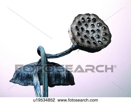 Close-Up, Hole, Two Objects, Stem View Large Photo Image Stock Image - Close-Up, Hole, Two Objects, Stem. Fotosearch