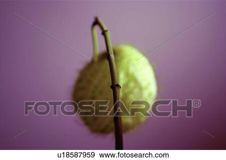 Colored Background, Cut Out, Beauty In Nature, Nature, Green View Large Photo Image Stock Photo - Colored Background, Cut Out, Beauty In Nature, Nature, Green. Fotosearch
