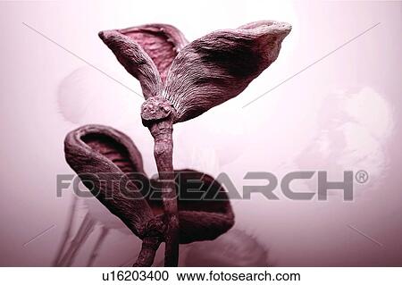 Cut Out, Dry, Plant, Lotus, Close-Up, Stalk View Large Photo Image Stock Image - Cut Out, Dry, Plant, Lotus, Close-Up, Stalk. Fotosearch