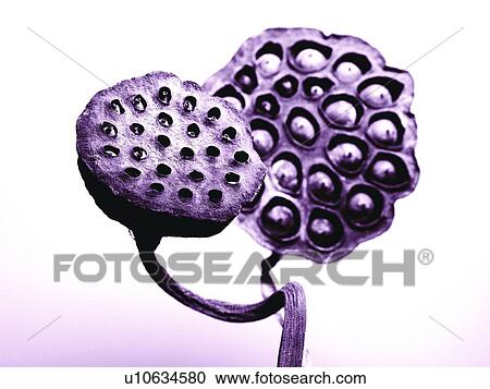 Cut Out, Indoor, Stalk, Bending, Flower, Hole View Large Photo Image Stock Image - Cut Out, Indoor, Stalk, Bending, Flower, Hole. Fotosearch