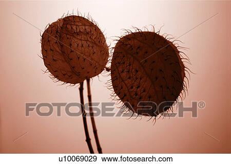 Stock Photo - Cut Out, Lotus & Plant, Two Objects, Brown, Plant, Flower. Fotosearch
