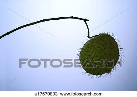 East, Nature, Green, Stalk, Lotus & Plant View Large Photo Image Stock Image - East, Nature, Green, Stalk, Lotus & Plant. Fotosearch