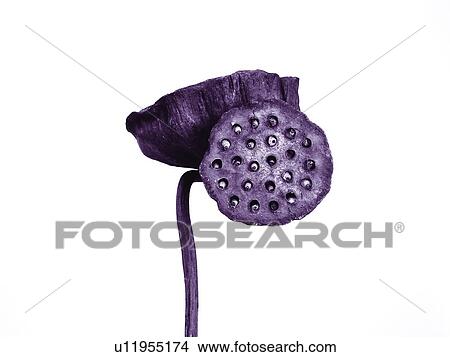 Picture - Flower Head, Stalk, Bending, Indoor, Two Objects. Fotosearch