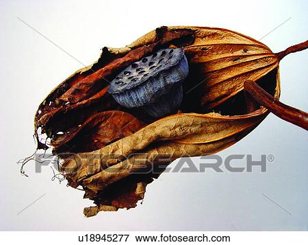 Stock Photo - Lotus And Plant, Colored Background, Flower, Hole, Beauty In Nature, Stalk. Fotosearch