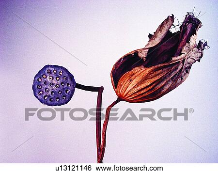 Lotus & Plant, Water Lily, Flower, Hole, Leaf, Indoor View Large Photo Image Stock Photograph - Lotus & Plant, Water Lily, Flower, Hole, Leaf, Indoor. Fotosearch